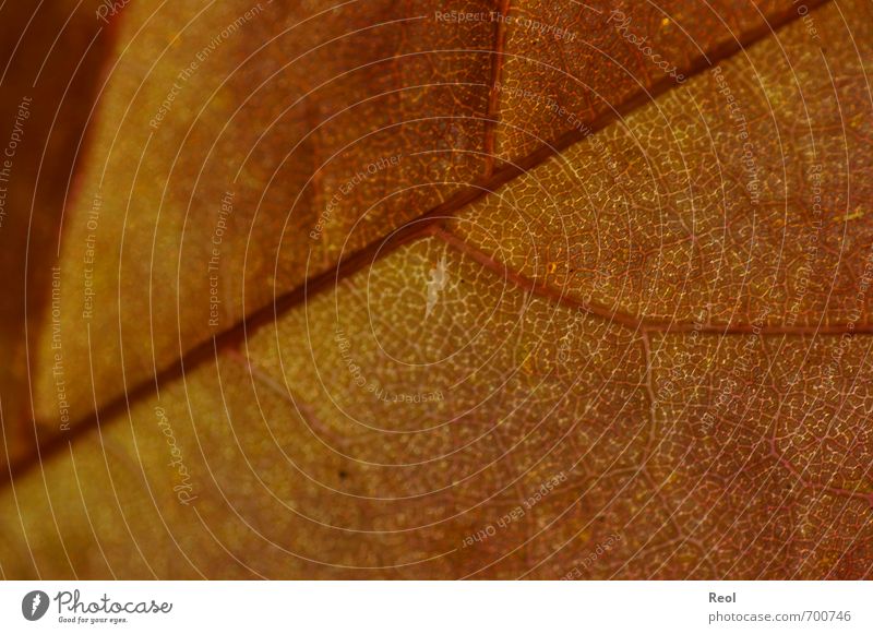 Ein Blatt Natur Pflanze Herbst Wetter Schönes Wetter Baum Ahornblatt Garten Park Wald wandern braun mehrfarbig gelb orange rot Blattadern Blattfaser Farbfoto