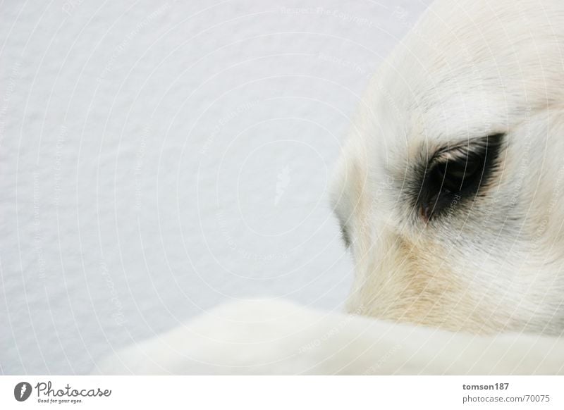 mensch im tier 2 Tier Hund weiß Stimmung Denken Menschlichkeit retriever Blick