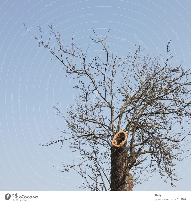 der Schrei des Baumes... Umwelt Natur Pflanze Wolkenloser Himmel Frühling Schönes Wetter Blume Baumstamm Zweig Baumstumpf Park stehen Wachstum außergewöhnlich