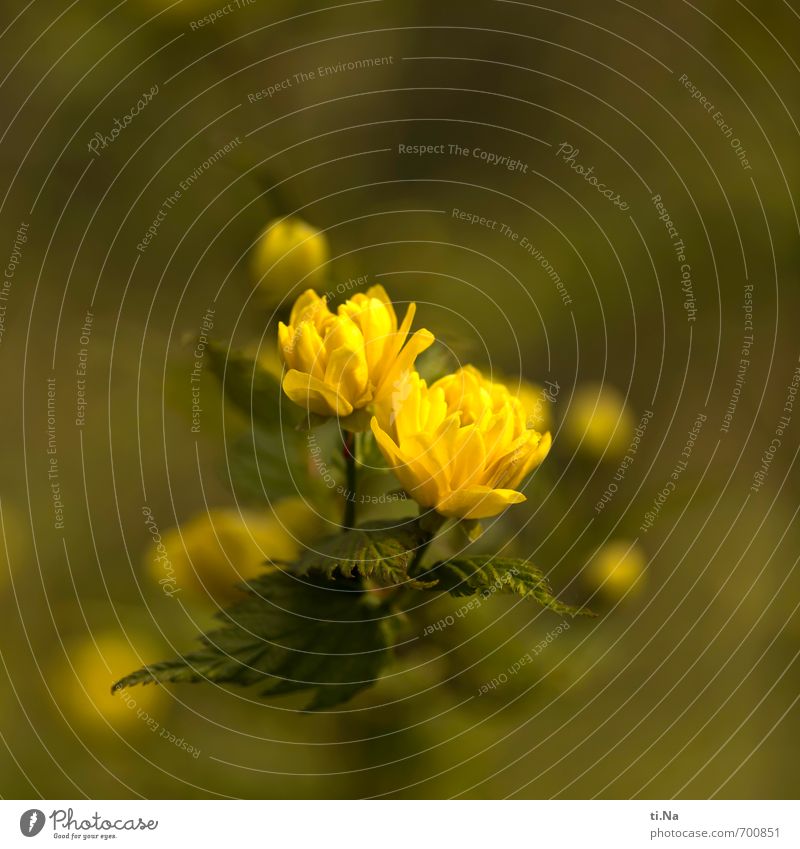 Flumpenbaum Natur Pflanze Frühling Schönes Wetter Blume Sträucher Blatt Blüte Garten Park Blühend Duft Wachstum ästhetisch schön klein braun gelb grün