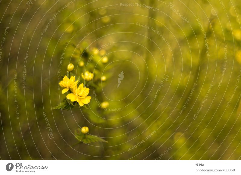 Flumpenbaum Umwelt Natur Landschaft Pflanze Tier Frühling Baum Blume Sträucher Blatt Blüte Garten Blühend Duft verblüht Wachstum schön klein Lebensfreude