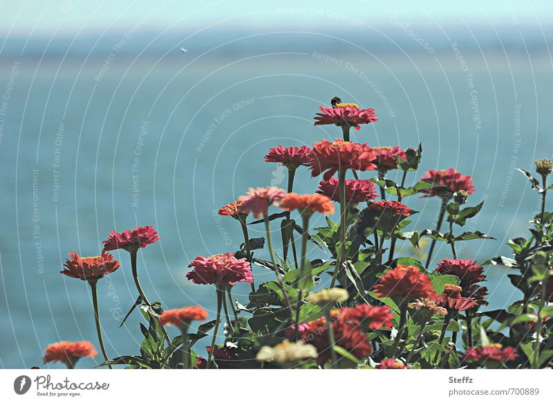 bluhende Sommerblumen am Seeufer Horizont Sommergefühl sommerlich Sommertag Ruhe Schatten blühende Blumen blau Idylle dunkelrot dunkelgrün ruhig orange Farbe