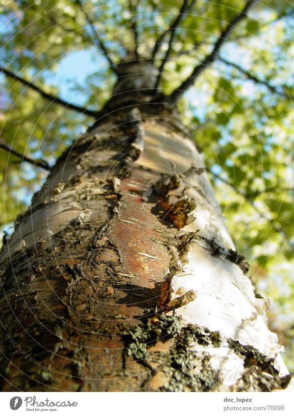 Baumblick Birke Blatt Baumrinde weiß grün Koloss Borkenkäfer Wald Unendlichkeit Photosynthese Perspektive hochgucken Ast Strukturen & Formen Natur blau