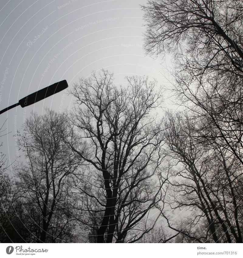 Einzelgänger_in | Gruppendruck Umwelt Natur Landschaft Himmel Pflanze Baum Wald Straßenbeleuchtung stehen Einsamkeit Nervosität Misstrauen Partnerschaft