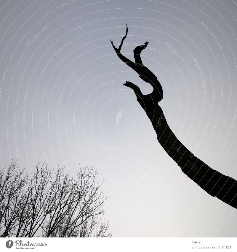 Ahnenkult Himmel Schönes Wetter Baum Ast Totholz Wald alt Sympathie authentisch Weisheit demütig Partnerschaft Erfahrung Zufriedenheit einzigartig Inspiration