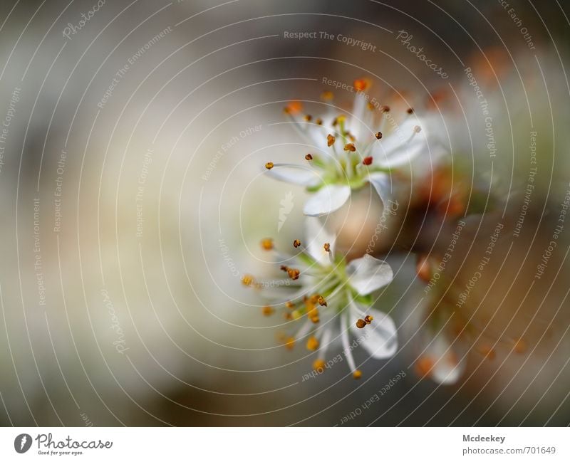 Spring Umwelt Natur Landschaft Pflanze Frühling Schönes Wetter Baum Blatt Blüte Grünpflanze Wildpflanze Wiese Blühend frisch Gesundheit natürlich braun gelb