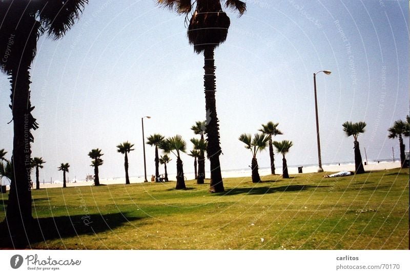 da will ich jetzt auch hin Los Angeles Malibu Palme Strand Ferien & Urlaub & Reisen träumen Küste Freizeit & Hobby USA it never rains in ... hat es auch nicht