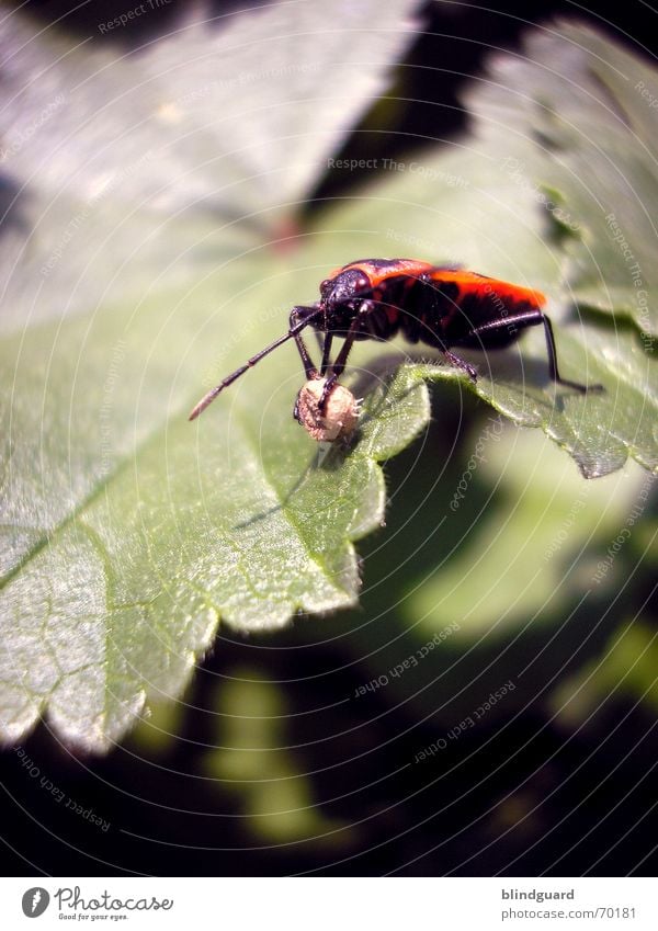 Pyrrhocoris apterus Feuerwanze Wanze Schiffsbug Makroaufnahme Blatt Insekt Plage rot Sammlung drehen Nahaufnahme Frühling Ball Beine Flügel Kugel Natur insect