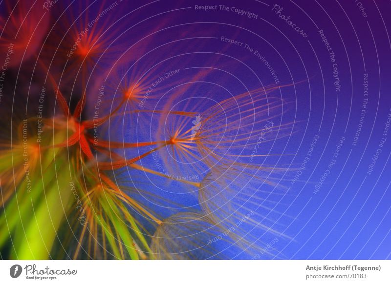 kleine Pusteblume 2 Löwenzahn mehrfarbig skurril bizarr Sommer Blume Wiese Natur leuchten