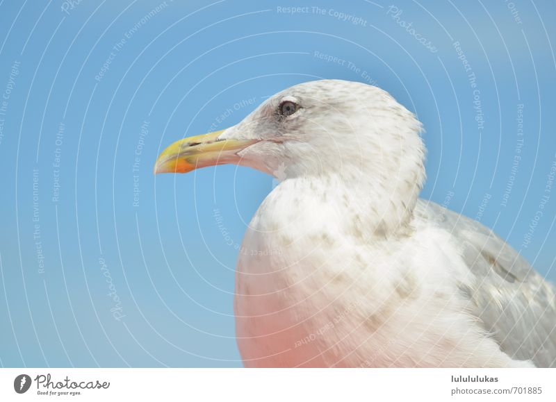 das ist eine moewe. Ferien & Urlaub & Reisen Meer Natur Vogel Schnabel Auge Kopf Möwe Möwenvögel Vogelkopf beobachten himmelblau Himmel Freisteller Farbfoto