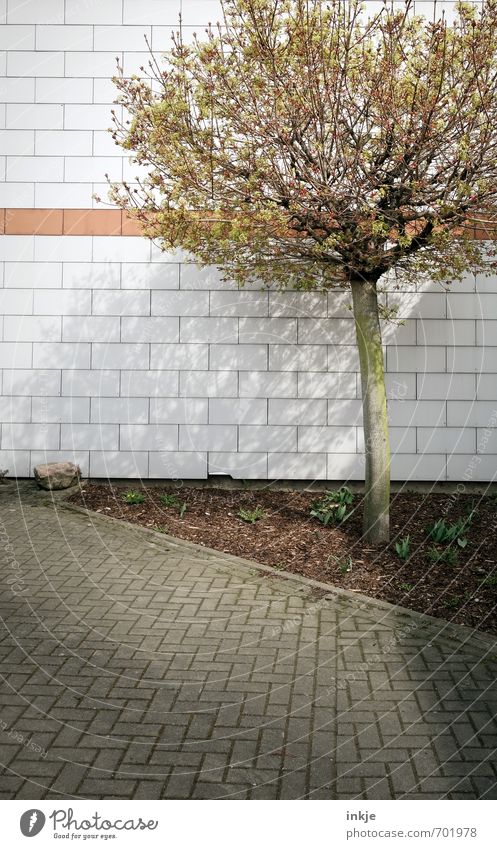 urban gardening Häusliches Leben Garten Hof Umwelt Frühling Schönes Wetter Baum Stadtrand Menschenleer Haus Platz Marktplatz Mauer Wand Fassade Terrasse