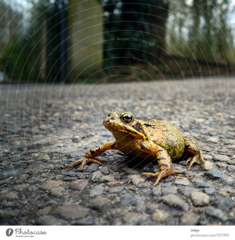 Der verzauberte Prinz | echt Umwelt Natur Frühling Garten Park Verkehr Verkehrswege Straße Wege & Pfade Tier Wildtier Frosch 1 hocken authentisch Ekel nah