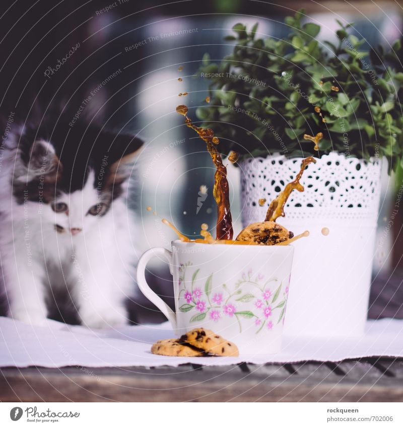 War ich nicht! Teigwaren Backwaren Frühstück Kaffeetrinken Getränk Tasse Becher Frühling Sommer Pflanze Sträucher Grünpflanze Garten Tier Haustier Katze Fell