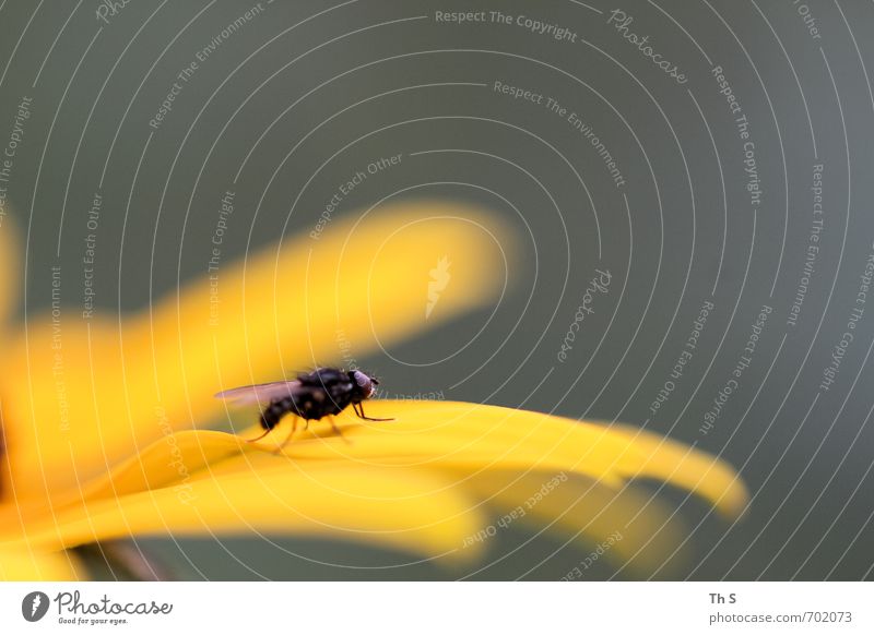 Fliege Natur Pflanze Tier Frühling Sommer 1 entdecken ästhetisch elegant natürlich schön Frühlingsgefühle erleben harmonisch Blütenblatt Farbfoto Außenaufnahme