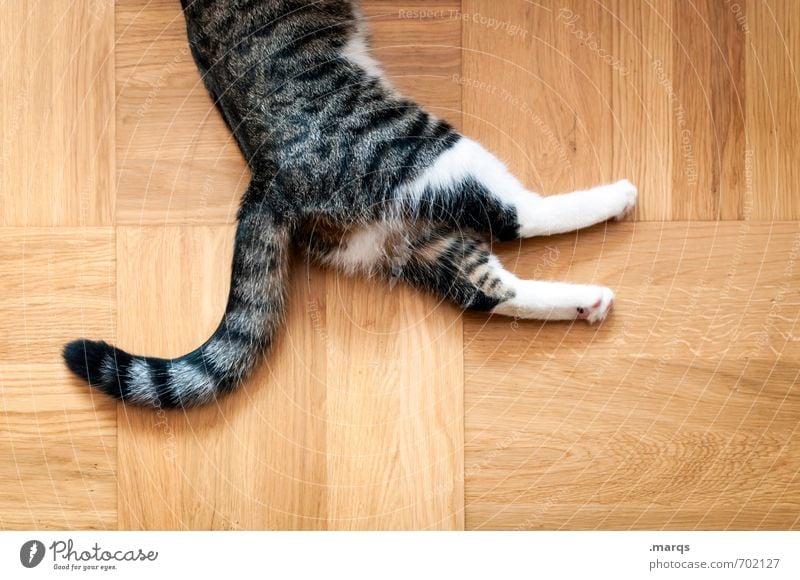 Fauler Sonntag Wohnung Tier Haustier Katze 1 Parkett Erholung liegen schlafen Zufriedenheit Perspektive faulenzen Farbfoto Innenaufnahme Menschenleer