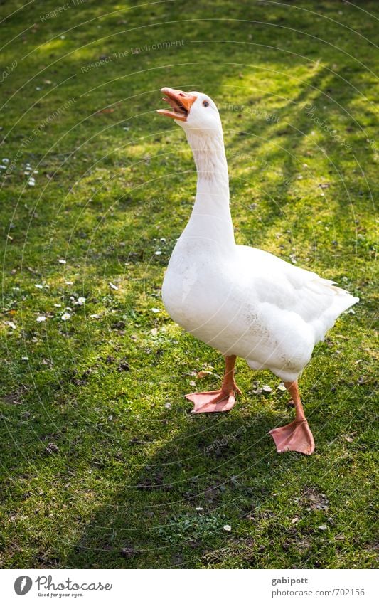 Wooooooochenende Natur Schönes Wetter Garten Wiese Tier Nutztier Gans 1 Kommunizieren frech wild Alarm Schnabel Federvieh schreien meckern Appell drohend