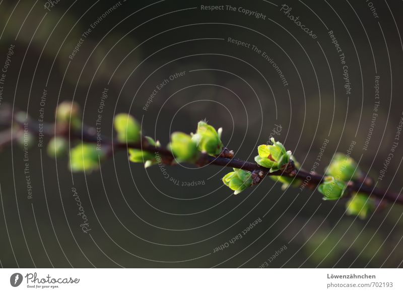 Zwergenknospen Natur Pflanze Frühling Sträucher Blatt Blattknospe Blühend Wachstum frisch klein natürlich niedlich schön braun grün Vorfreude Neugier Beginn