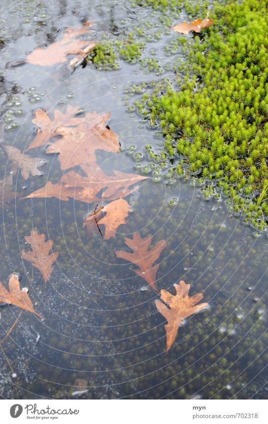 Mooswelt Umwelt Natur Landschaft Pflanze Wasser Herbst Winter schlechtes Wetter Wiese Wald Moor Sumpf Tod Traurigkeit Umweltschutz Vergänglichkeit Wachstum