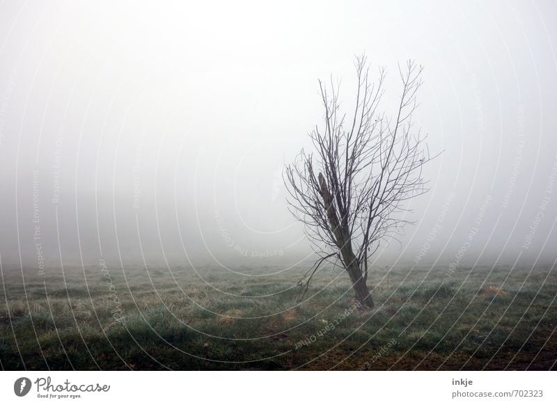 Hässlicher Zwerg (aber heute ein Topmodel!) Umwelt Natur Landschaft Luft Frühling Herbst Klima Wetter schlechtes Wetter Nebel Baum Gras Sträucher Park Wiese