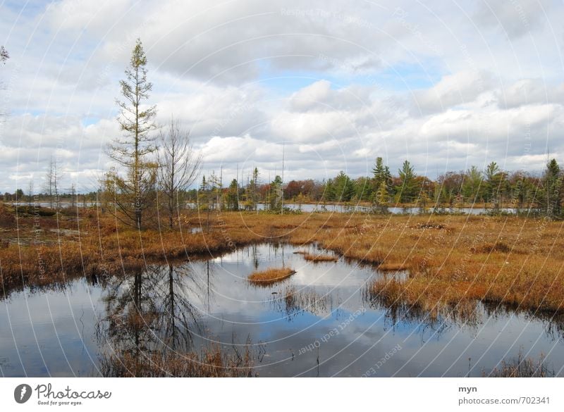 Moor Umwelt Natur Landschaft Pflanze Urelemente Erde Wasser Himmel Wolken Herbst Winter schlechtes Wetter Regen Baum Sträucher Moos Sumpf Teich See