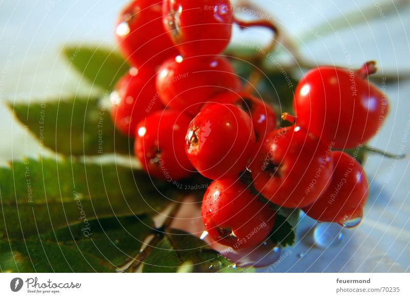 Nicht giftig! Vogelbeeren Vogelbeerbaum rot Pflanze Baum Sträucher Herbst Licht Blatt Beeren Garten Wassertropfen Sonne bird berry bird berries red tree bush