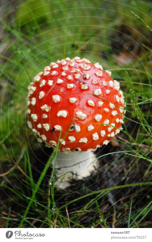 schön giftig Fliegenpilz Sammlung Pflanze Gift Mahlzeit Pilz Natur