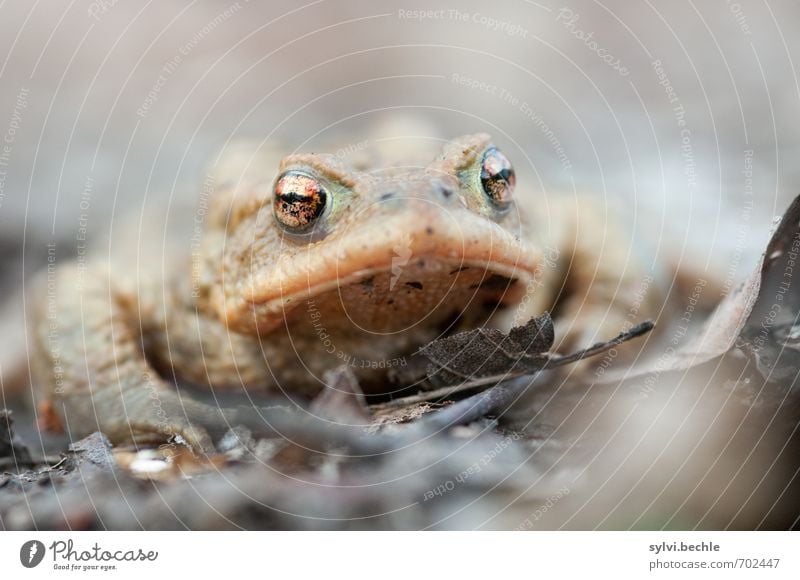 kröte Umwelt Natur Tier Erde Frühling Wildtier Frosch 1 beobachten sitzen warten Ekel hässlich braun grau Tierliebe achtsam Wachsamkeit Neugier Überleben Kröte