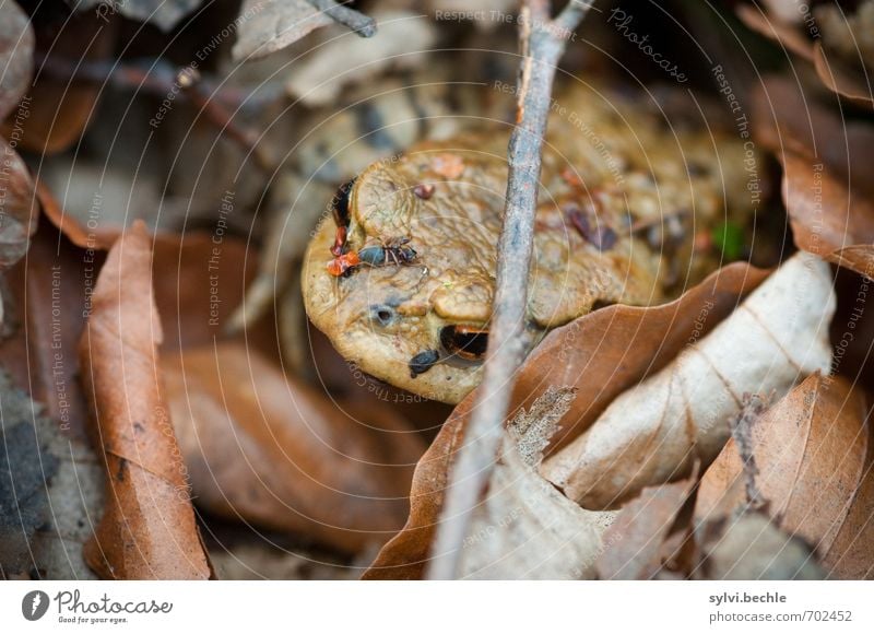 Die Kröte und ihr blinder Passagier Umwelt Natur Tier Erde Frühling Blatt Wildtier Frosch 1 Essen sitzen warten Ekel hässlich schleimig braun Schutz