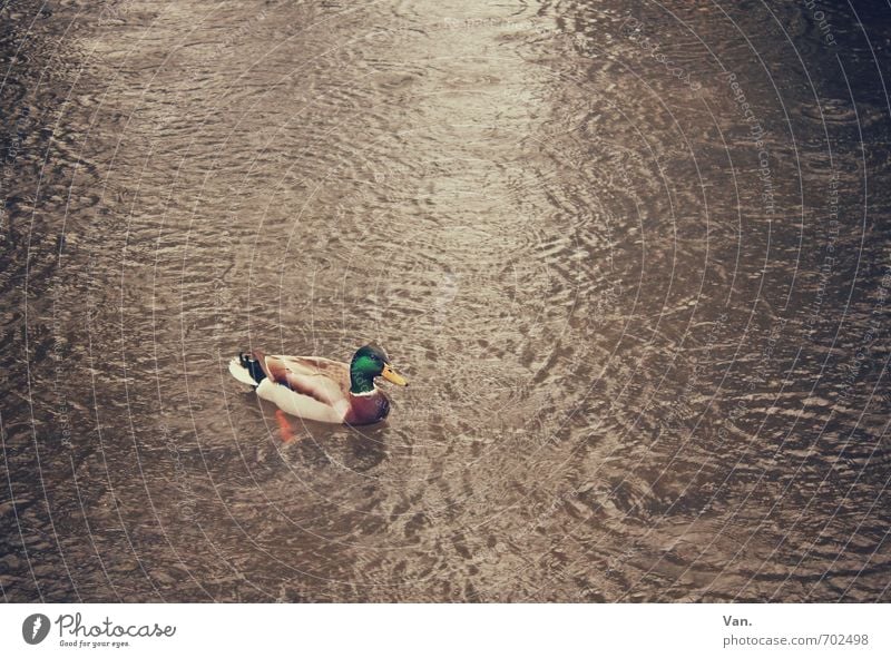 Ente Ente Ente Natur Tier Wasser Herbst See Wildtier Vogel Erpel 1 Schwimmen & Baden braun Farbfoto Gedeckte Farben Außenaufnahme Menschenleer Textfreiraum oben