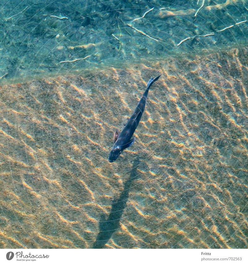 Graskarpf Natur Tier Wasser Schönes Wetter Fluss Neue Donau Wildtier Fisch Schuppen Karpfen Amur 1 Schwimmen & Baden nass blau braun gelb ruhig kapfenartig