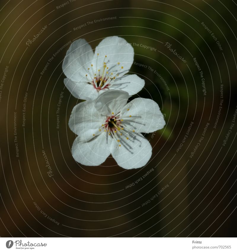 Die Zwei Natur Pflanze Frühling Blüte Blühend hell braun grün weiß schön Baumblüte Farbfoto Außenaufnahme Textfreiraum unten Schwache Tiefenschärfe