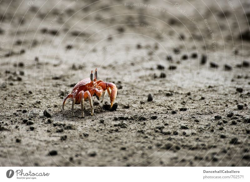 Strandkrabbe Ferien & Urlaub & Reisen Ausflug Expedition Sommer Meer Natur Erde Sand Küste Tier Krabbe Krebstier Panzer Schere 1 maritim rot Umwelt Meerestier