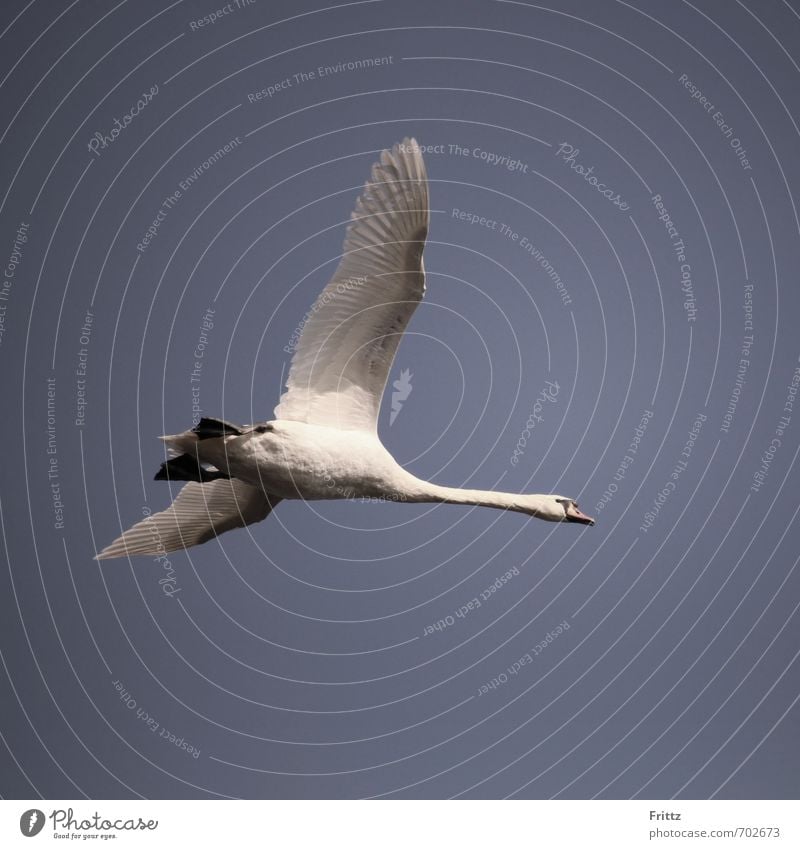 Flieger Natur Tier Luft Himmel Wildtier Vogel Schwan Flügel 1 fliegen oben violett weiß Höckerschwan fliegend Farbfoto Außenaufnahme Textfreiraum unten Tag