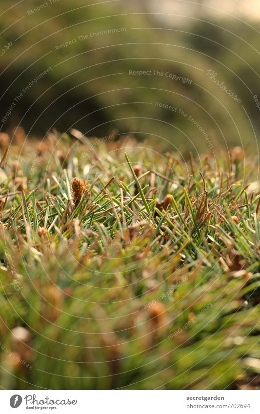 auf Krawall gebürstet (buschig & pieksend) Natur Pflanze Frühling Sommer Sträucher Grünpflanze Park stachelig braun grün Umwelt Zapfen Tannennadel piecken Lücke