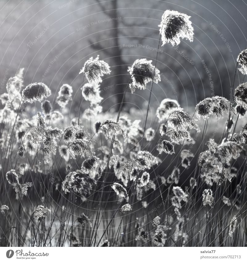 Am Weiher Sonne Umwelt Natur Landschaft Pflanze Wasser Sonnenlicht Sommer Herbst Blatt Grünpflanze Wildpflanze Seeufer Moor Sumpf Teich natürlich weich braun