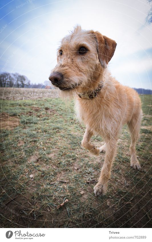 Unperspektivischer Hund Freude Spielen Tier Schönes Wetter Wiese Feld Haustier Tiergesicht Pfote 1 toben Neugier grün Vertrauen Sicherheit loyal Treue gehorsam