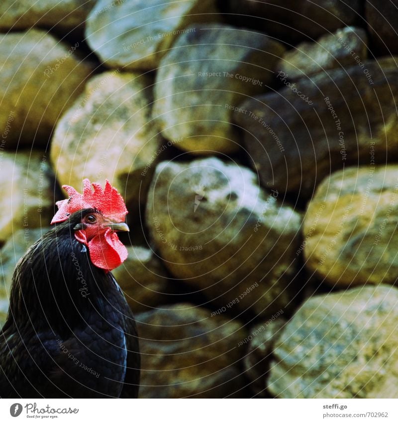 Morgenstund hat Gold im Mund Tier Nutztier Wildtier Vogel Hahn 1 beobachten Aggression ästhetisch bedrohlich natürlich Konzentration Natur Stolz Hahnenkamm