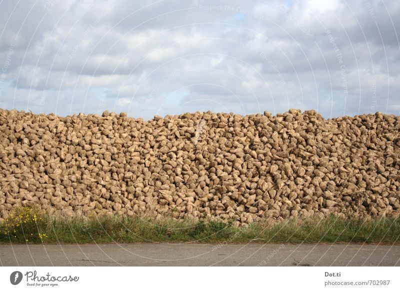 am Rübenberge Himmel Wolken Herbst Gras Feld braun Ernte Landwirtschaft Wege & Pfade ländlich Haufen Stapel Wegrand bedeckter Himmel Zuckerrübe Menge Masse