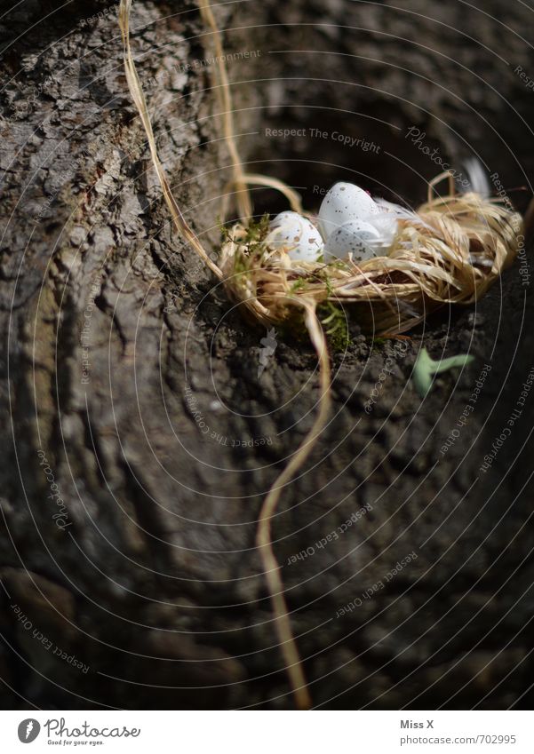 ein Lichblick / neues Leben Frühling Sommer Baum Tier Vogel Tierjunges klein Schutz Geborgenheit Warmherzigkeit Beginn Ei Eierschale Geburt ausrutschen Nest