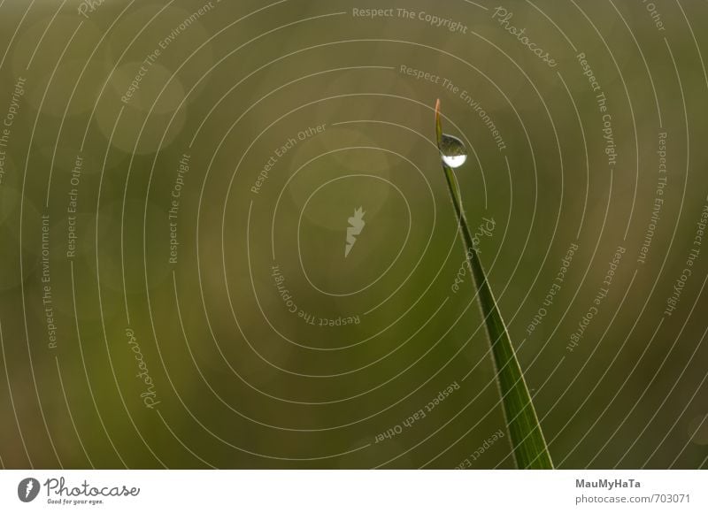 Tautropfen im Gras Natur Pflanze Urelemente Luft Wasser Wassertropfen Horizont Sonne Sonnenaufgang Sonnenuntergang Frühling Klima Schönes Wetter Regen Moos