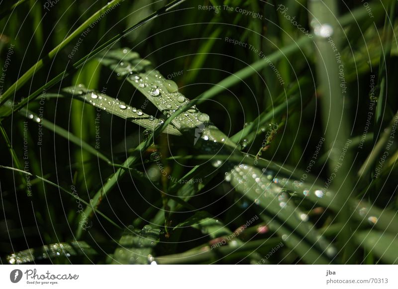 Tautropfen Gras nass Sommer Morgen schwarz grün durchsichtig Unschärfe Wassertropfen Makroaufnahme tiefenschäfe