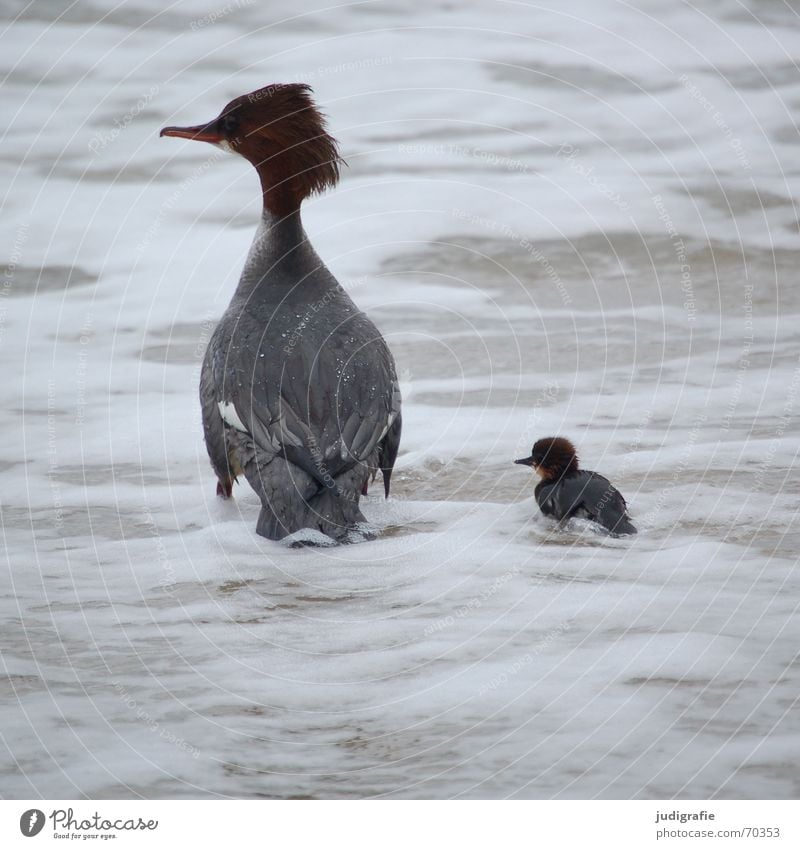 Mutter und Kind 2 Küken Gänsesäger See Vogel Geborgenheit gefährlich Meer rau Sturm Gischt Feder Schnabel braun Müdigkeit Tier Strand Haare & Frisuren