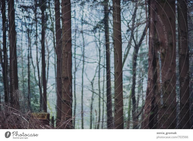 Wald Freizeit & Hobby Ferien & Urlaub & Reisen Tourismus Ausflug Abenteuer Ferne Berge u. Gebirge wandern Umwelt Natur Landschaft Pflanze Himmel Horizont