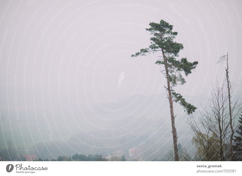 Wald Umwelt Natur Landschaft Pflanze Himmel Wolkenloser Himmel Horizont Frühling Sommer Herbst Winter Klima Klimawandel Wetter Schönes Wetter schlechtes Wetter