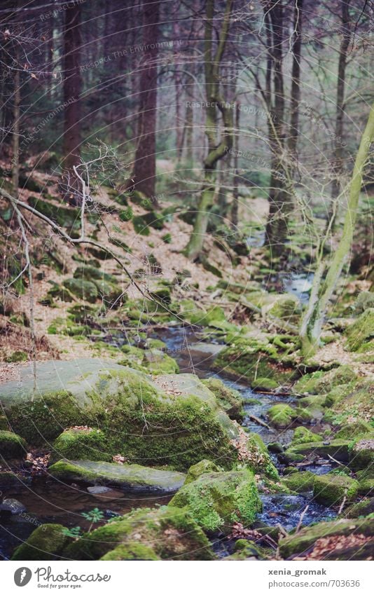 Wald Umwelt Natur Landschaft Pflanze Urelemente Erde Wasser Frühling Sommer Herbst Klima Baum Gras Sträucher Moos Grünpflanze Nutzpflanze Wildpflanze Garten