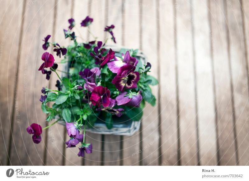 Frühling Blume Blühend Lebensfreude Frühlingsgefühle Veilchengewächse Stiefmütterchen Holztisch Gartentisch Farbfoto Außenaufnahme Menschenleer