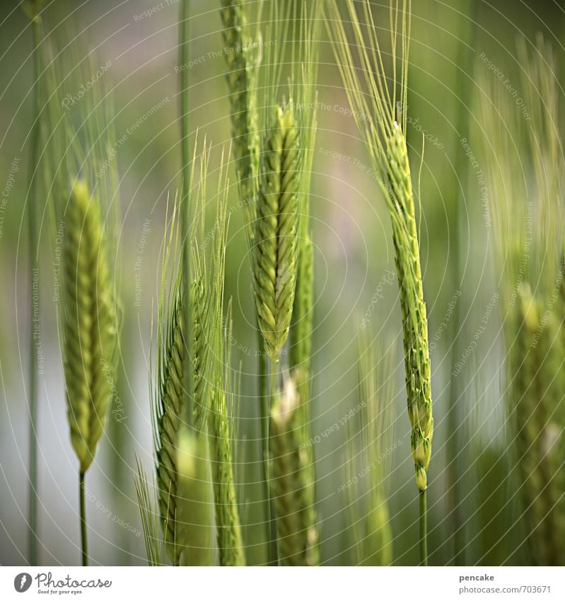 ährengarde Ernährung Bioprodukte Vegetarische Ernährung Natur Urelemente Frühling Sommer Nutzpflanze Feld ästhetisch Erfolg frisch Gesundheit nachhaltig