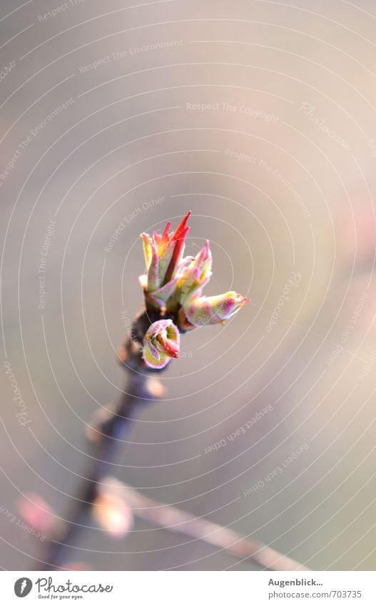 Sonnenlicht... Natur Frühling Sträucher Lebensfreude Frühlingsgefühle Geborgenheit Warmherzigkeit Hoffnung Makroaufnahme Sonnenstrahlen Sonnenaufgang