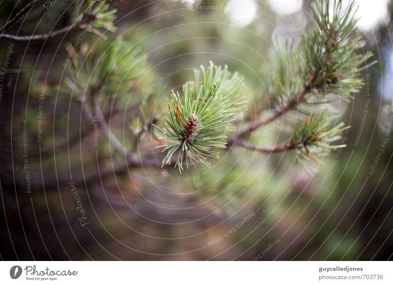 Latschen Umwelt Natur Frühling Sommer Herbst Baum Grünpflanze Latschenkiefer Wald natürlich schön grün Freizeit & Hobby Gesundheit Klima Umweltschutz Farbfoto