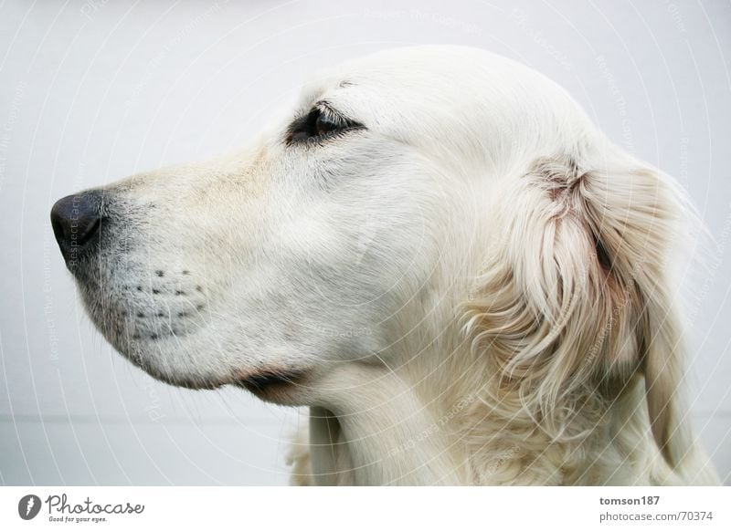 oh der postbote Hund weiß Seitenblick Schnauze Fell retriever daisy Blick